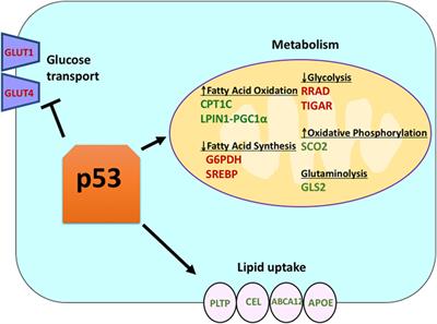 The p53 Tumor Suppressor in the Control of Metabolism and Ferroptosis